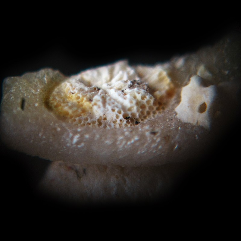 Actinopora2_Nekum_Romontbos_2019.jpg