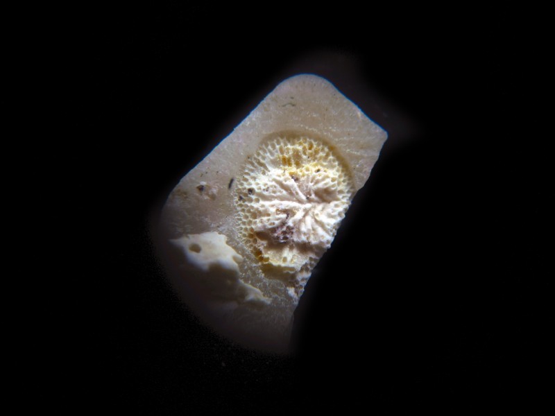 Actinopora_Nekum_Romontbos_2019.jpg