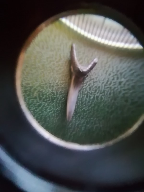 Hypotodus verticalis? Achterkant