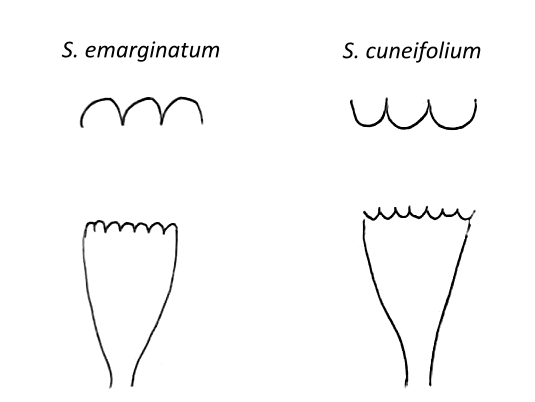 Sphenophyllum sketch.jpg