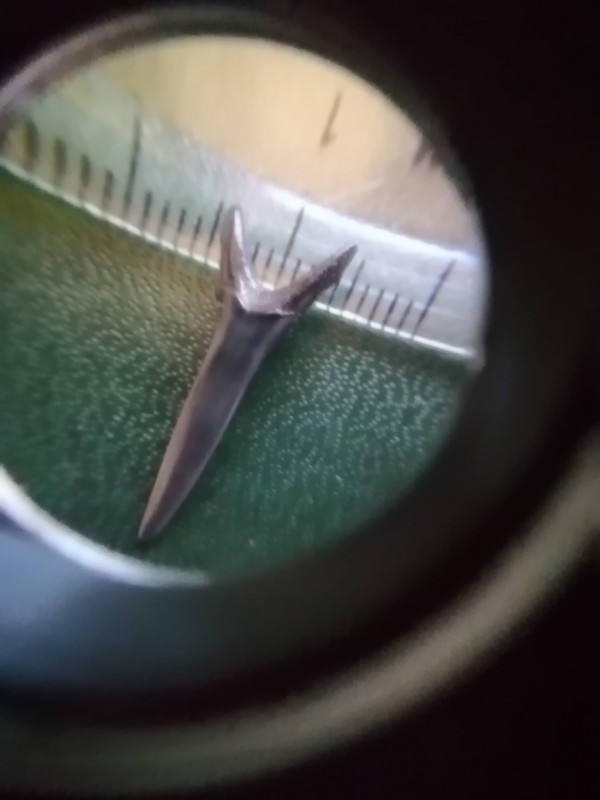 Hypotodus verticalis? Voorkant.