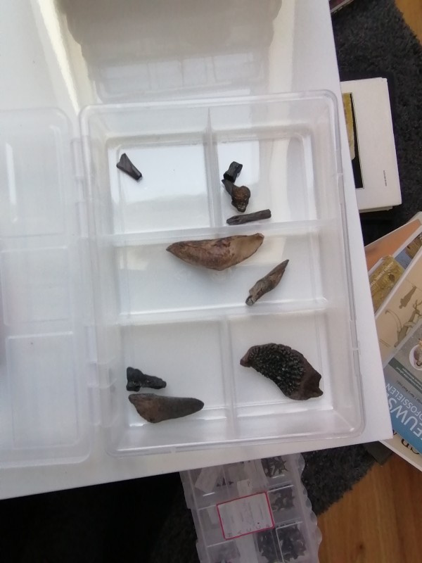 IMG_20200401_133311.jpg (1.11 MiB) 1640 keer bekeken IMG_20200401_133311.jpg