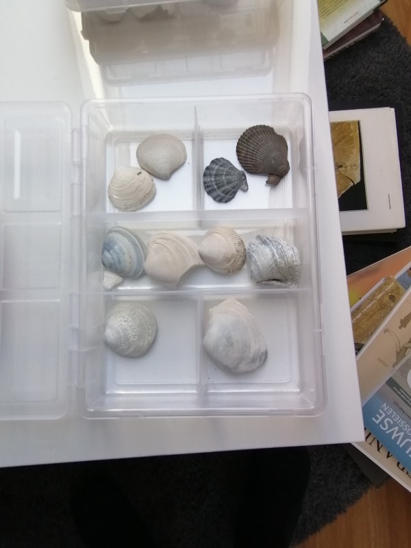 IMG_20200401_133112.jpg (1.22 MiB) 1587 keer bekeken IMG_20200401_133112.jpg