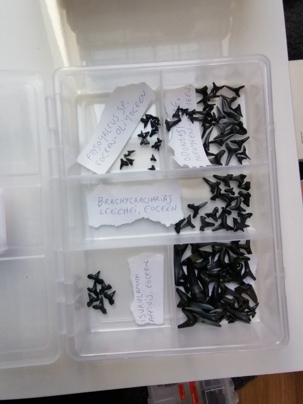 IMG_20200401_133407.jpg (1.23 MiB) 1627 keer bekeken IMG_20200401_133407.jpg