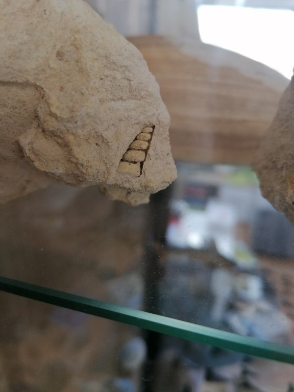 IMG_20200401_132220.jpg (2.33 MiB) 1499 keer bekeken IMG_20200401_132220.jpg