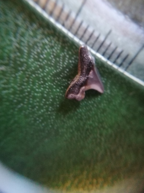 Posterieur s. Macrota. Voorkant.