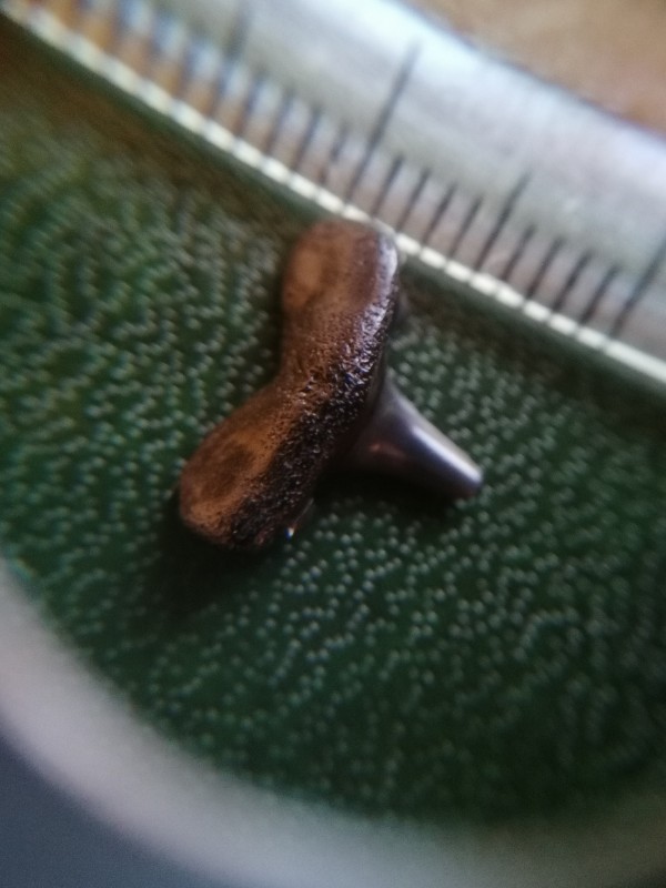 Isurolamna affinis. Achterkant.