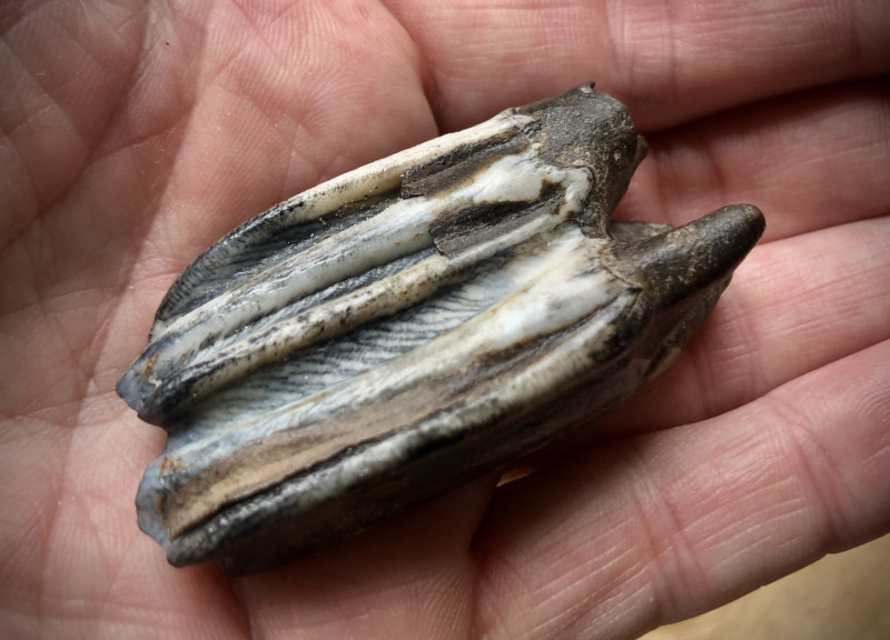 kies4.jpg (1.82 MiB) 1198 keer bekeken kies4.jpg