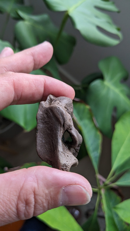 PXL_20240506_161311206.jpg (787.89 KiB) 986 keer bekeken PXL_20240506_161311206.jpg