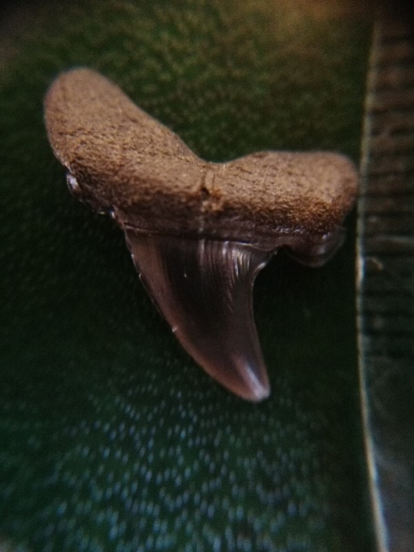 Striatolamia macrota. Binnenzijde.