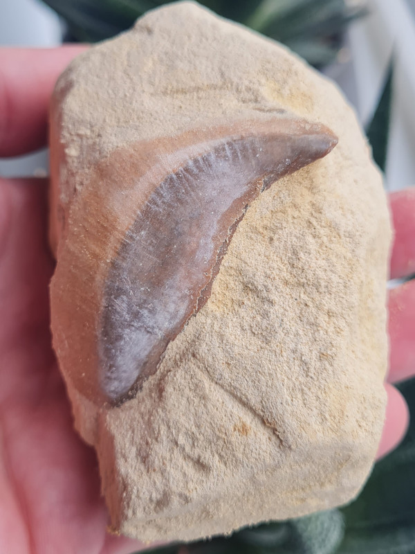 20240520_164527.jpg (894.38 KiB) 3137 keer bekeken 20240520_164527.jpg