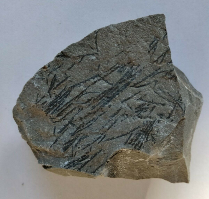 Grünlichgraues Graptolithengestein met Monograptus s-l1600.jpg