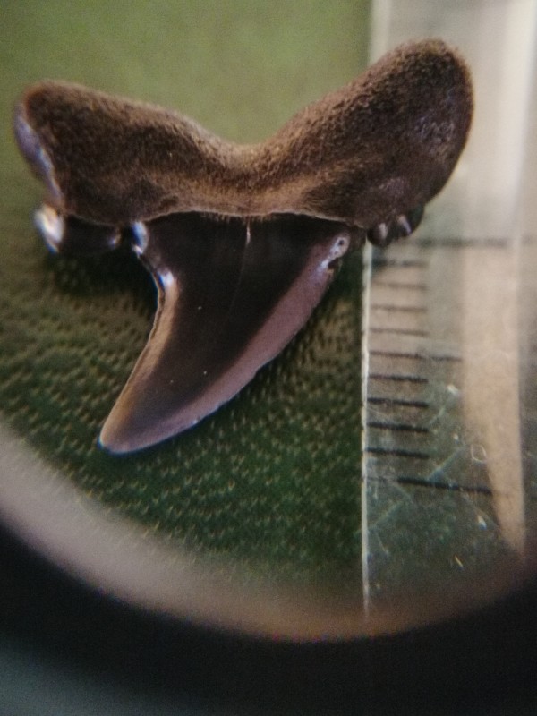 Striatolamia macrota. Voorzijde.