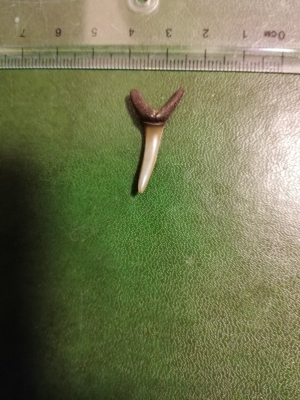 Hypotodus verticalis. Binnenzijde.