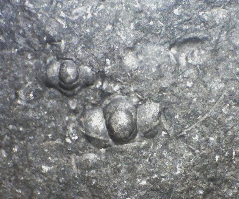 Cambrische trilobieten Brantevik.jpg