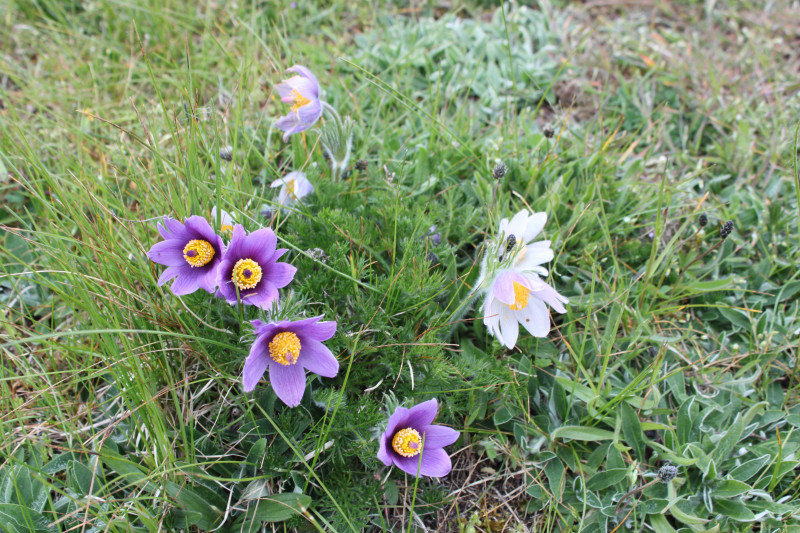 IMG_2634.JPG (6.44 MiB) 13727 keer bekeken Wildemanskruid