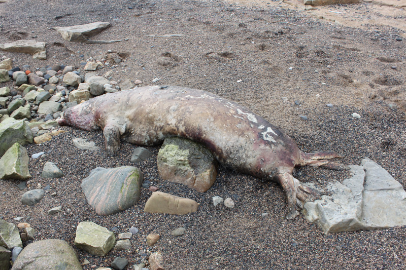 aangespoelde dode zeehond(?)