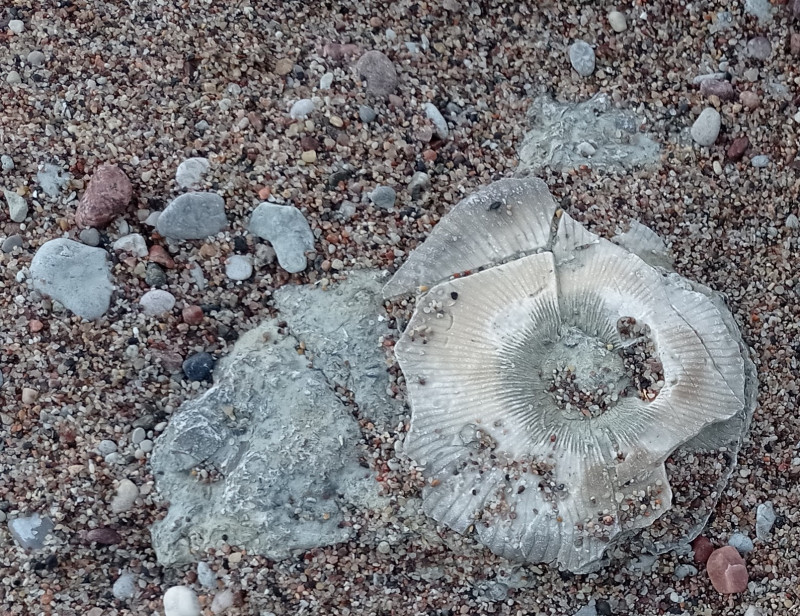 2024-05-05 11.50a.jpg (822.97 KiB) 3780 keer bekeken Schlotheimophyllum in het zand