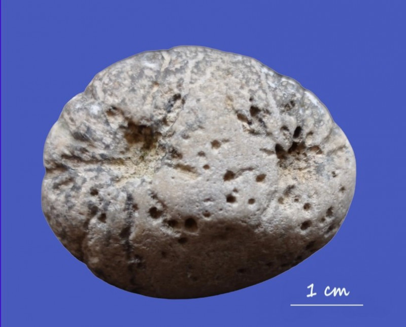 Hydraspongia polycephala Brissund strand.JPG