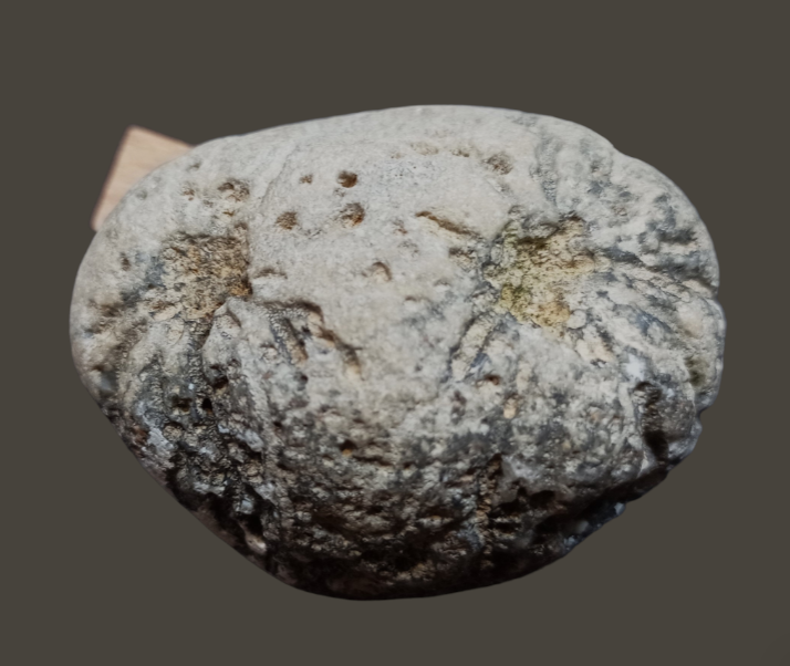 2024-05-05 19.00 Hydraspongia polycephala - Brissund (2).png