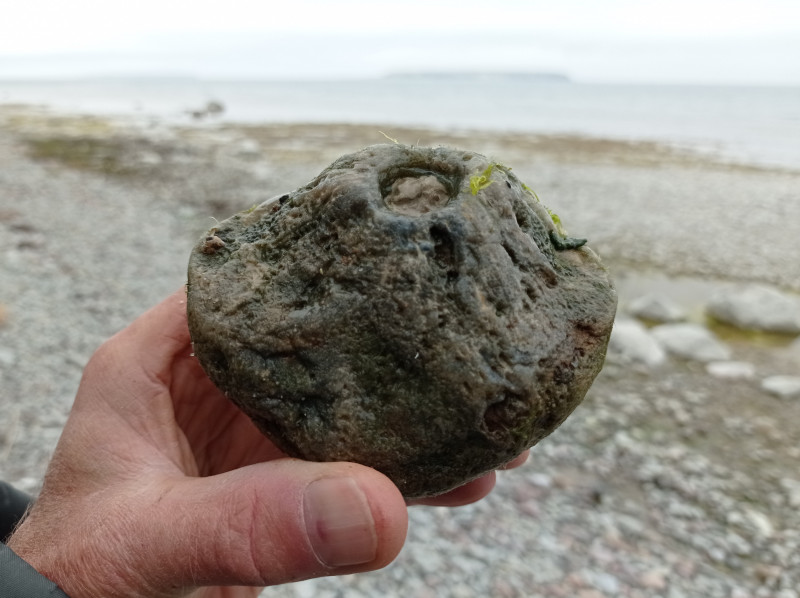 2024-05-09 Aulocopium aurantium van Djauvik.jpg (1.31 MiB) 1931 keer bekeken Aulocopium van Djauvik, 9 mei 2024