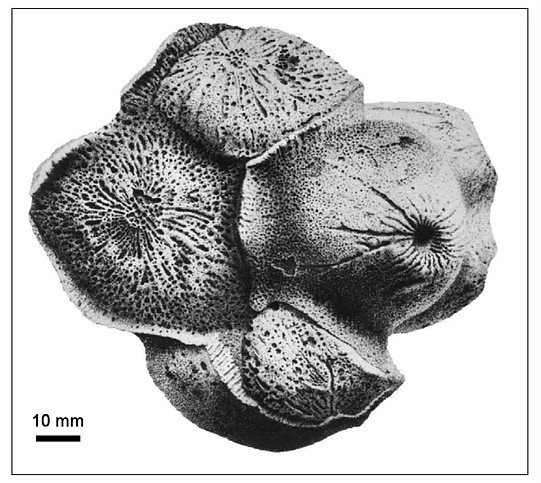 'Hydraspongia polycephala' uit Gdansk (1905) x.jpg