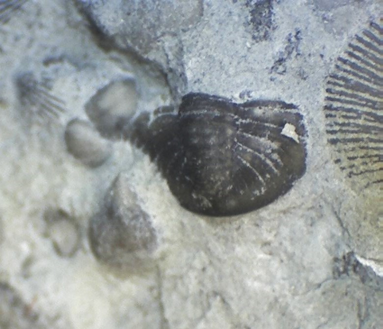 Calymene pygidium GothemhammarStill0111.jpg