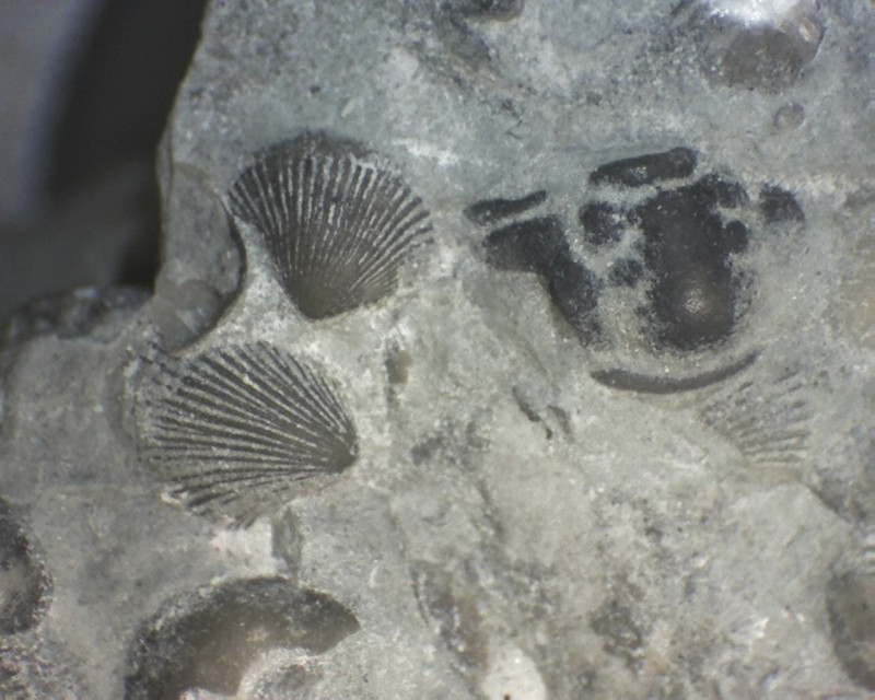 Klinteberg-fm met Calymene Gothemhammar Still0110.jpg