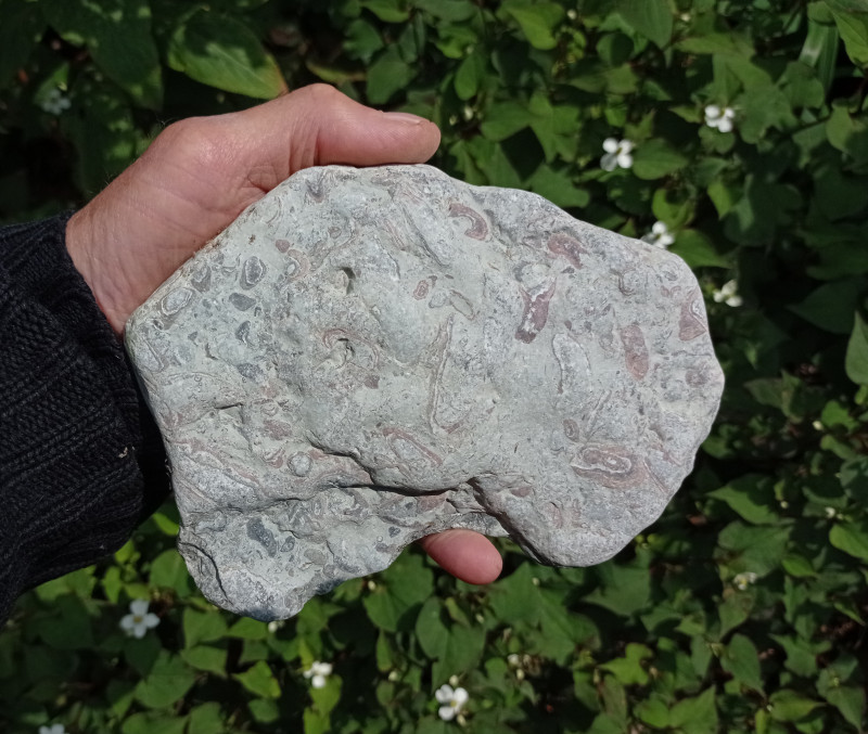 Modiodonta (ex-Modiolopsis) gothlandicus met algenbegroeiïng Halla-kalksteen Gothemhammar