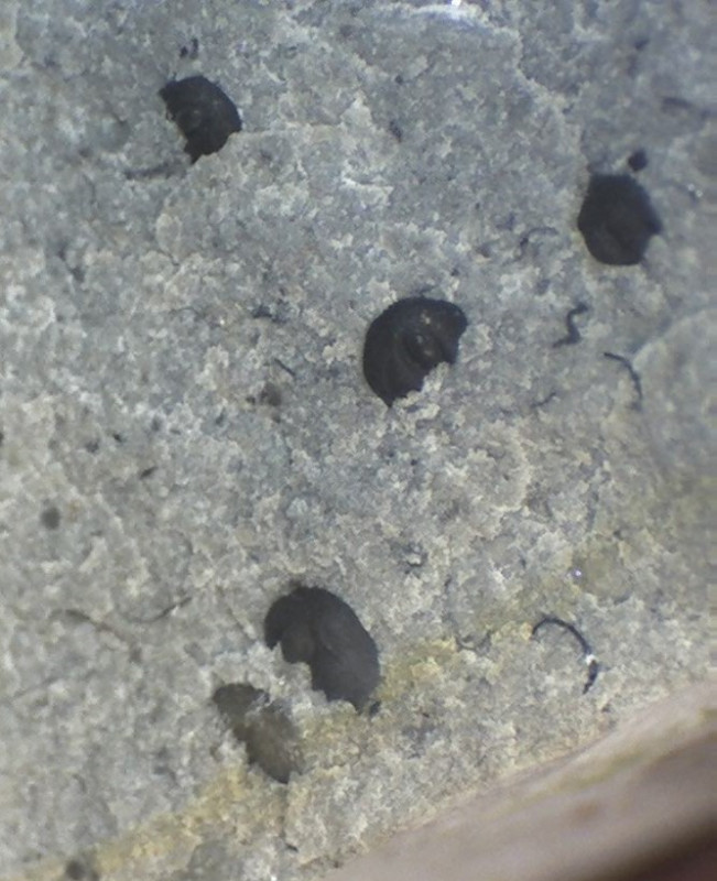 Ostracoden Gothemhammar Still0109.jpg (132.33 KiB) 3097 keer bekeken Beyrichia - mannetjes en een vouwtje links met broedbuidel