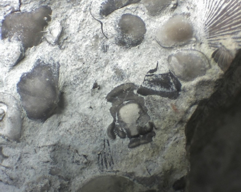 Calymene kopschild Gothemhammar.jpg