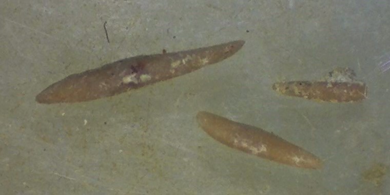 Atractosella cataractaca Visby-mergel Södra Hällarna.jpg