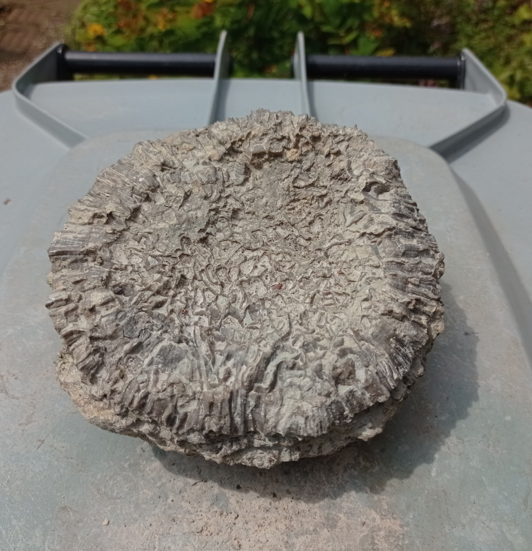 1718278318631.jpg (3.62 MiB) 2889 keer bekeken Kettingkoraal Catenipora - Södra Hällarna