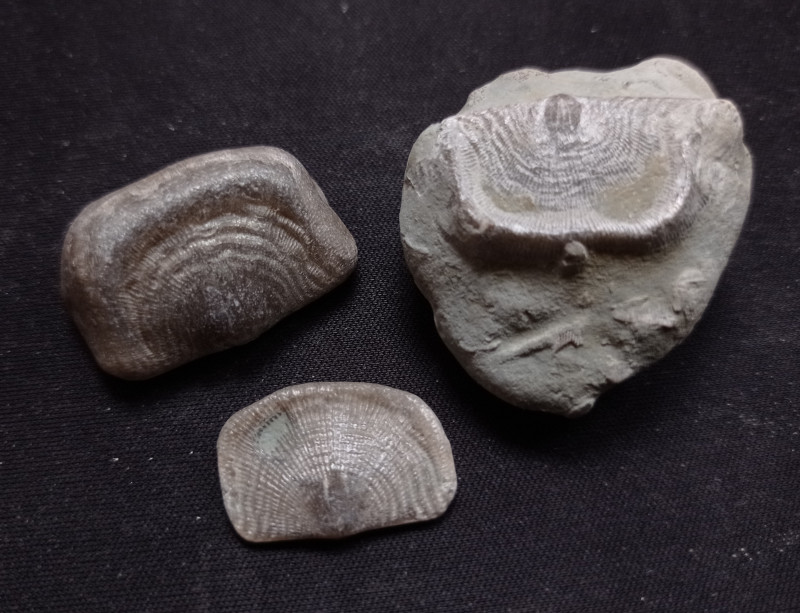 Leptaena depressa Djauvik-Djupvik.jpg (2.52 MiB) 2905 keer bekeken Leptaena depressa