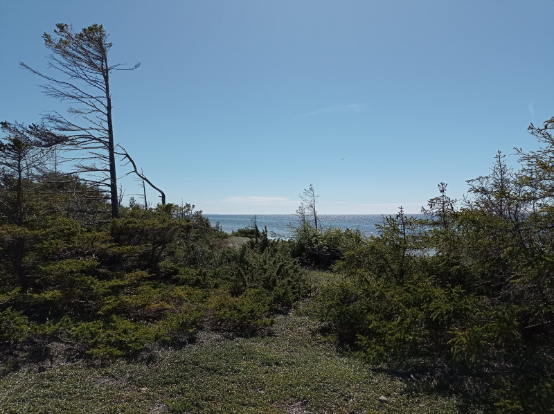 2024-05-11 13.49 Skjutfält.jpg (5.33 MiB) 2820 keer bekeken Tofta Skjutfält