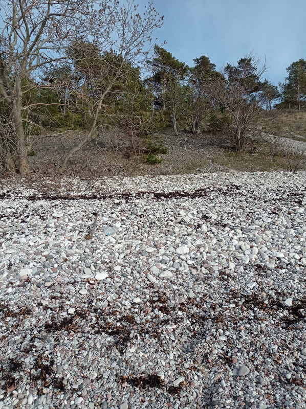 2024-05-10 18.21.jpg (6.9 MiB) 2733 keer bekeken Strandwal