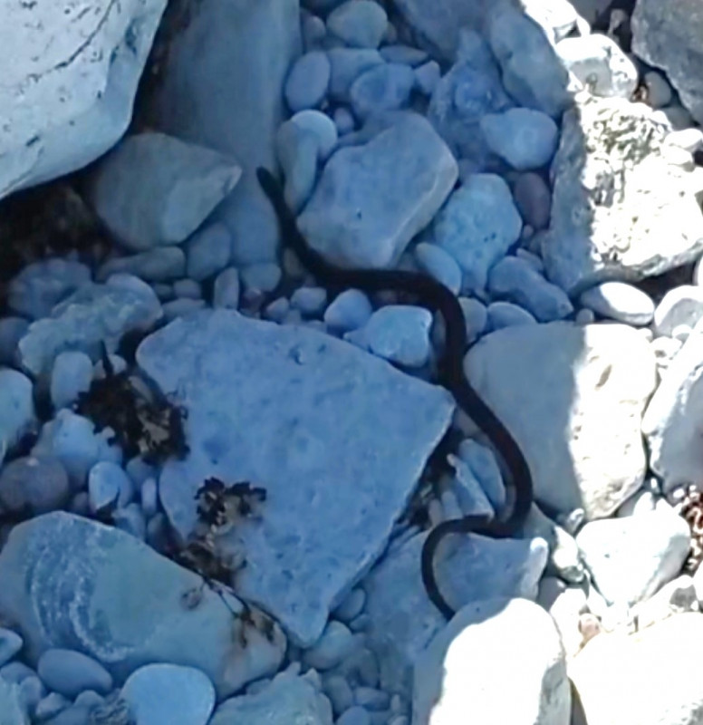 2024-05-14 11.47 ringslang.jpg (152.13 KiB) 4294 keer bekeken 'foto' omdat filmpje hier niet werkt ;-)