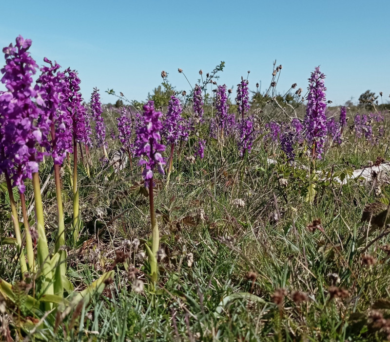 Orchideeën