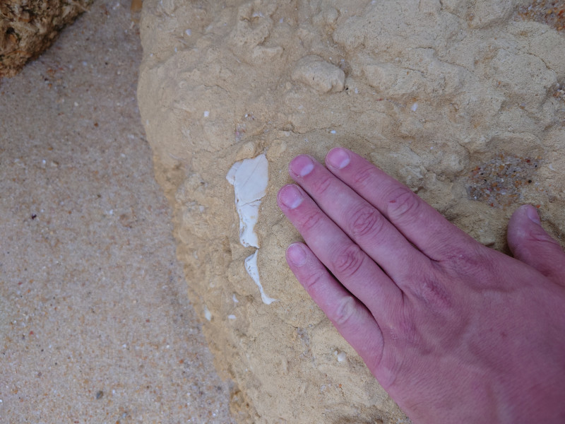 Geel mioceen sediment met een grote zee-egel