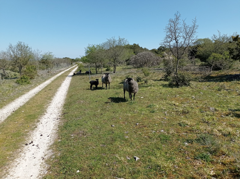 2024-05-17 10.36 Grogarnshuvud .jpg (6.75 MiB) 6071 keer bekeken Gotland-schapen