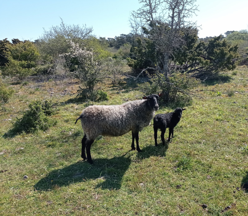 2024-05-17 10.36 Grogarnshuvud schapen.jpg