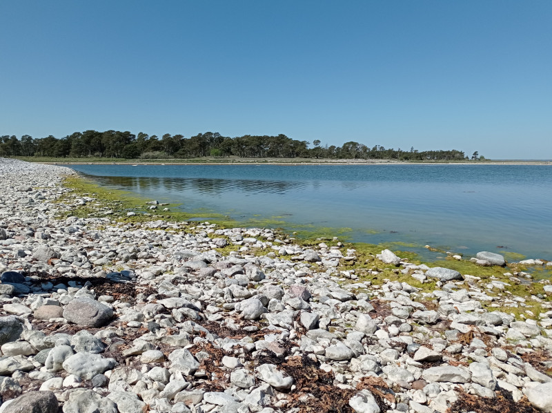 2024-05-17 11.36 Grogarnshuvud.jpg (2.83 MiB) 4904 keer bekeken Grogarnshuvud