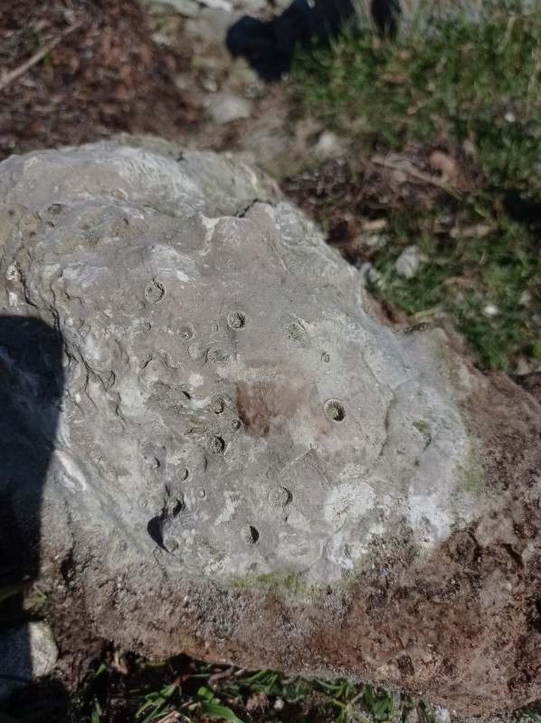 Stromatopoor met ingegroeide solitaire koral, ooit vechtend om hun bestaan of was het een symbiose?.