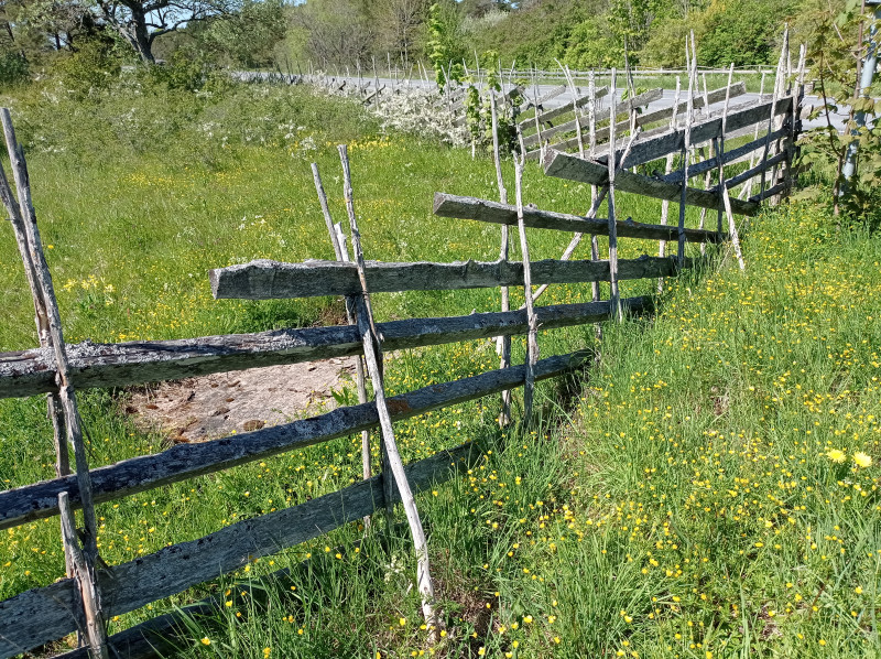 2024-05-17 13.57 Östergarn.jpg (7.97 MiB) 4894 keer bekeken typische afrastering - algemeen op Gotland