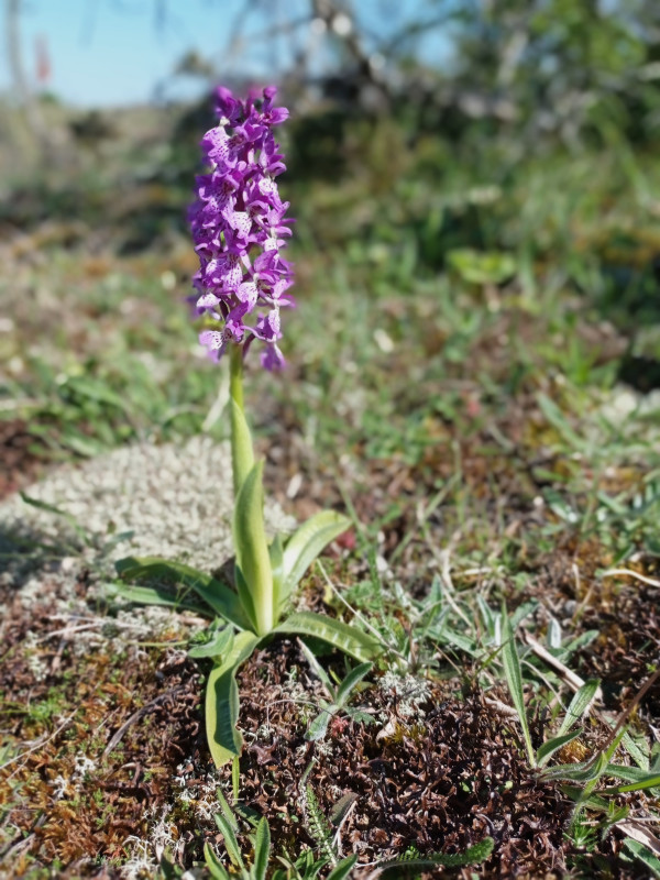 2024-05-17 14.09 Östergarn.jpg
