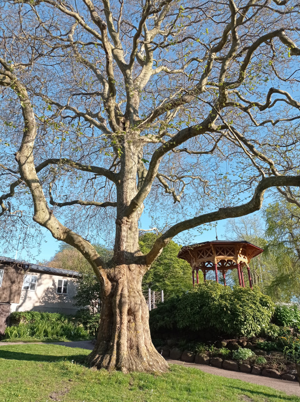 2024-05-17 18.56 Botanische tuin.jpg