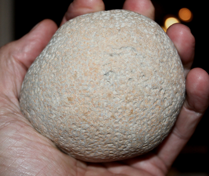 Carpospongia globosa groot Kneippbyn.JPG (855.68 KiB) 4701 keer bekeken Carpospongia globosa