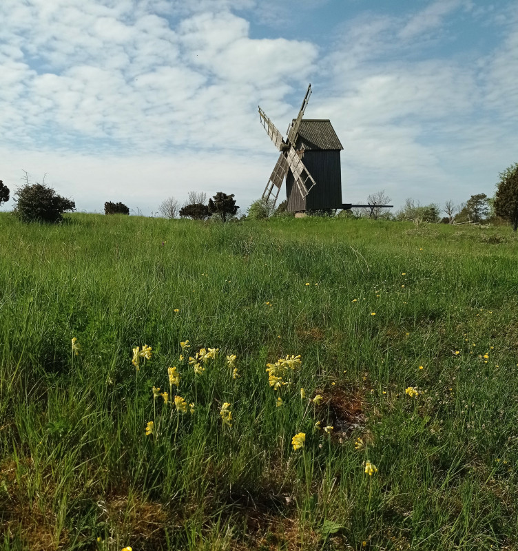 2024-05-19 09.57 Lau Backar - molen.jpg
