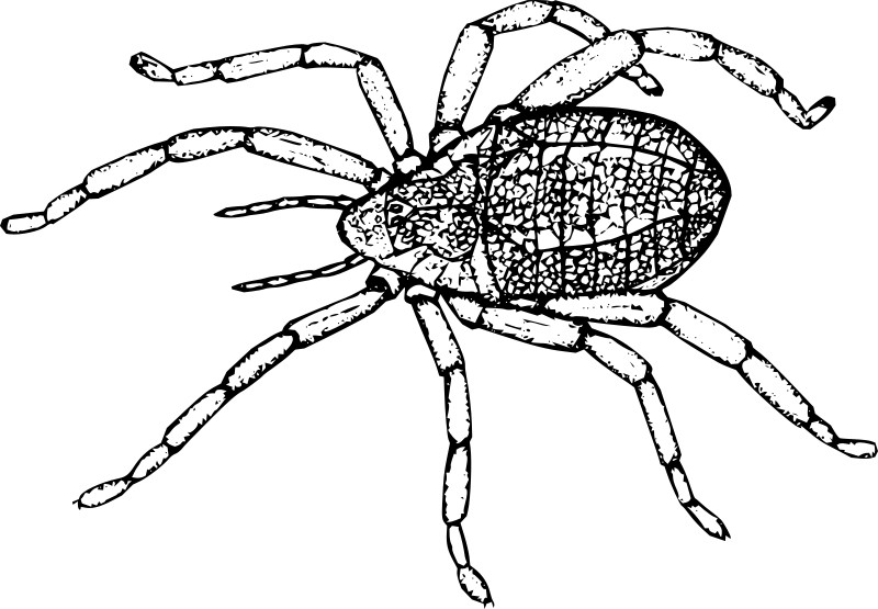 Aphantomartus pustulatus.jpg