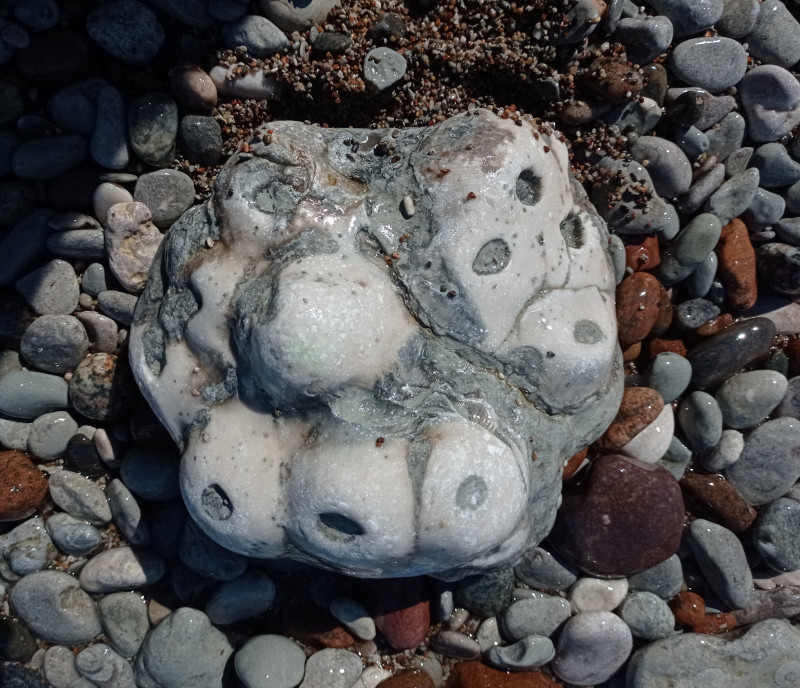 Schlotheimophyllum patellatum - samengestelde kolonie